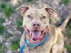 Adopt GARBANZO a Pit Bull Terrier