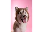 Adopt CRIMSON a Siberian Husky