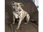 Adopt WALKER a Pit Bull Terrier, Mixed Breed