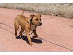Adopt Kyro a Boxer, American Staffordshire Terrier
