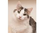 Adopt Tippy (gets adopted with Kippy) a Tabby