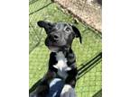 Adopt Logan a Pit Bull Terrier, Mixed Breed