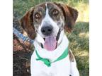 Adopt Randall a Pointer, Hound