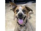 Adopt Jackson a Australian Cattle Dog / Blue Heeler