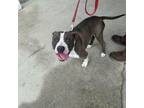 Adopt PARKER a Pit Bull Terrier