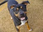 Adopt CARL a American Staffordshire Terrier, Mixed Breed