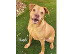Adopt HUGO a Pit Bull Terrier, Mixed Breed
