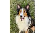 Adopt Shadow a Shetland Sheepdog / Sheltie