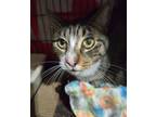 Adopt Prince a Domestic Short Hair