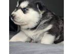 Siberian Husky Puppy for sale in Arlington Heights, IL, USA