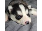 Siberian Husky Puppy for sale in Arlington Heights, IL, USA
