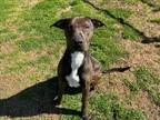 Adopt HUCK a Labrador Retriever, Mixed Breed