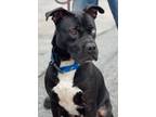 Adopt King a Boxer, Pit Bull Terrier