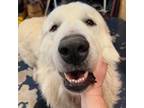 Adopt Percy Sledge a Great Pyrenees