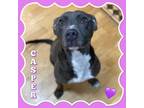 Adopt Casper a Pit Bull Terrier