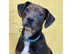 Adopt Reese very affectionate! a Labrador Retriever, Catahoula Leopard Dog