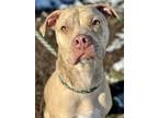 Adopt Prince a Pit Bull Terrier, Mixed Breed