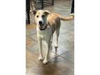 Adopt Bandit a Greyhound, Australian Cattle Dog / Blue Heeler