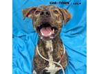 Adopt Moose a Pit Bull Terrier, Boxer