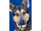 Adopt Bruce a German Shepherd Dog