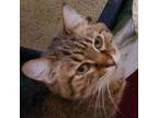 Adopt Nilly/Geordi (bonded with Billy/Data) a Domestic Short Hair