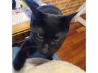 Adopt Billy/Data (bonded with Nilly/Georgi) a Domestic Short Hair