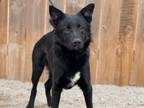 Adopt Rayden a Border Collie, Shepherd