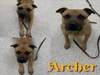 Adopt ARCHER a Pit Bull Terrier