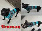 Adopt TRUMAN a Pit Bull Terrier, Mixed Breed
