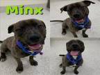 Adopt MINX a Pit Bull Terrier, Mixed Breed