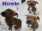 Adopt BOWIE a Pit Bull Terrier