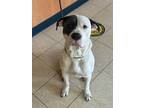 Adopt King a Pit Bull Terrier