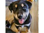 Adopt Bubbles a Husky, Cattle Dog