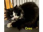 Adopt Oreo a Domestic Long Hair