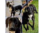 Adopt RICO a Labrador Retriever