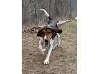 Adopt Sherlock a Treeing Walker Coonhound