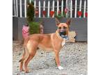 Adopt Cillian a German Shepherd Dog