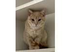 Adopt Amber a Domestic Short Hair