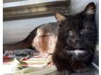 Adopt Peanut a Domestic Short Hair