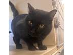 Adopt Mocha a Domestic Short Hair