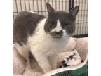 Adopt Nikki Sixx a Domestic Short Hair