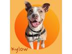 Adopt Kylow a American Staffordshire Terrier
