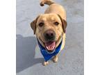 Adopt Raffi a Labrador Retriever