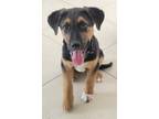 Adopt Mario has an Adoption Pending! a Shepherd, Labrador Retriever