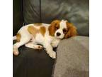 Cavalier King Charles Spaniel Puppy for sale in Brumley, MO, USA