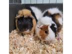 Adopt ZIGGS a Guinea Pig