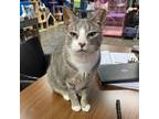 Adopt Kirby a Tabby