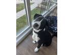 Adopt DIPPER a Hound, Australian Shepherd