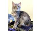 Adopt Willburto a Domestic Medium Hair, Domestic Short Hair