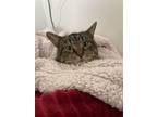 Adopt Gerald a Tabby, Domestic Short Hair